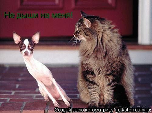 Не дыши на меня!... Котоматрица: Не дыши на меня!