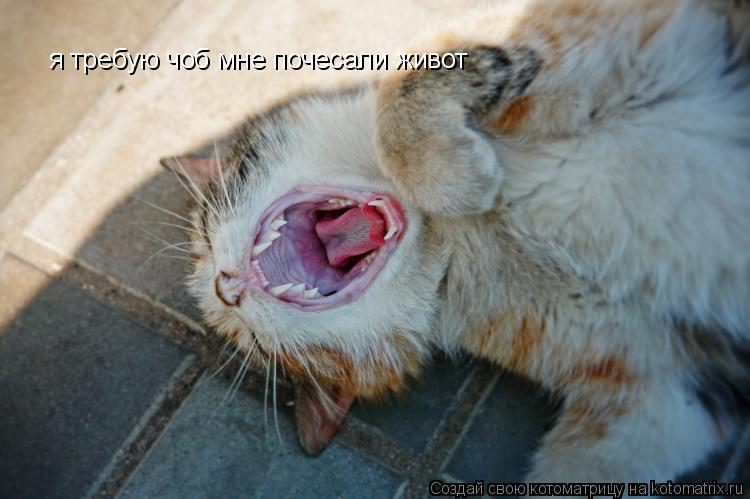 я требую чоб мне почесали живот... Котоматрица: я требую чоб мне почесали живот
