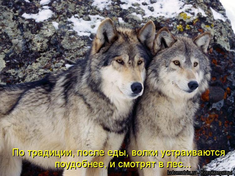 По традиции, после еды, волки устраиваются поудобнее, и смотрят в лес...... Котоматрица: По традиции, после еды, волки устраиваются поудобнее, и смотрят в лес...