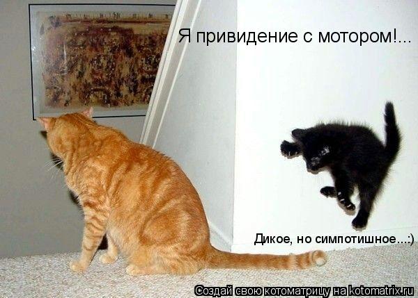 Я привидение с мотором!... Дикое, но симпотишное...:)... Котоматрица: Я привидение с мотором!... Дикое, но симпотишное...:)
