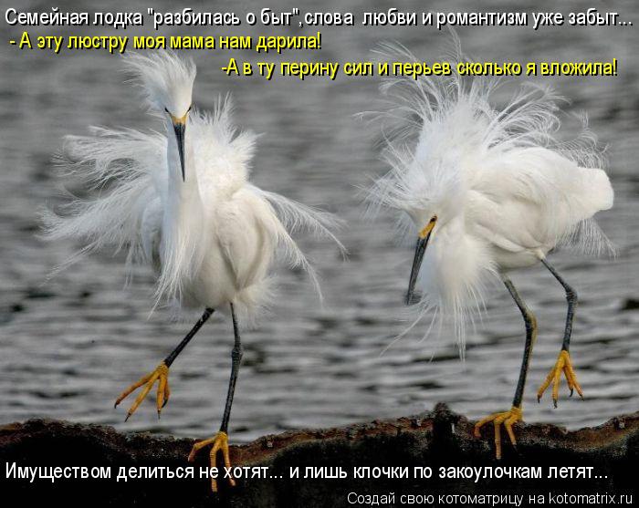 Семейная лодка "разбилась о быт",слова любви и романтизм уже забыт... - А эту люстру моя мама нам да... Котоматрица: Семейная лодка "разбилась о быт",слова любви и романтизм уже забыт... - А эту люстру моя мама нам дарила! -А в ту перину сил и перьев сколько я