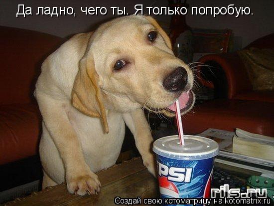 Да ладно, чего ты. Я только попробую.... Котоматрица: Да ладно, чего ты. Я только попробую.