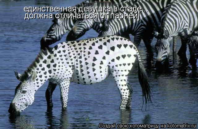 единственная девушка в стаде... должна отличаться от парней!... Котоматрица: единственная девушка в стаде... должна отличаться от парней!