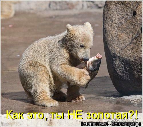 Как это, ты НЕ золотая?!... Котоматрица: Как это, ты НЕ золотая?!