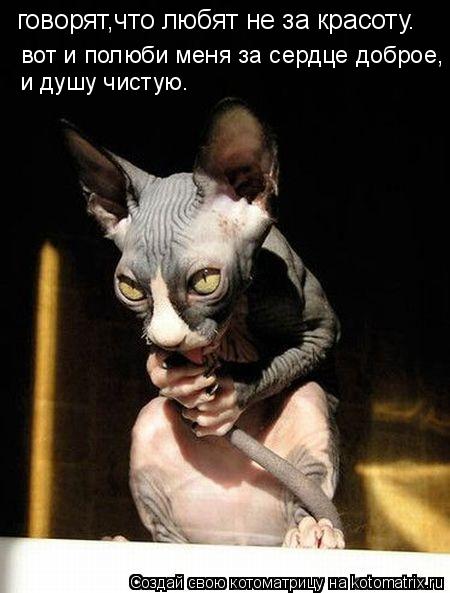 говорят,что любят не за красоту. вот и полюби меня за сердце доброе, и душу чистую.... Котоматрица: говорят,что любят не за красоту. вот и полюби меня за сердце доброе, и душу чистую.