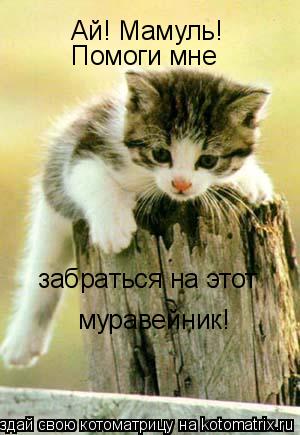 Ай! Мамуль! Помоги мне забраться на этот муравейник!... Котоматрица: Ай! Мамуль! Помоги мне забраться на этот муравейник!