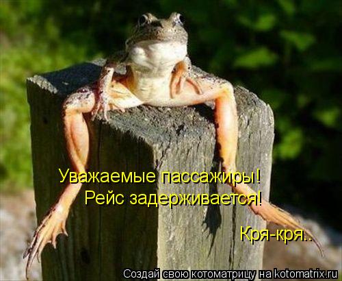 Уважаемые пассажиры! Рейс задерживается! Кря-кря..... Котоматрица: Уважаемые пассажиры! Рейс задерживается! Кря-кря..