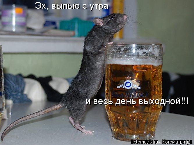 Эх, выпью с утра и весь день выходной!!!... Котоматрица: Эх, выпью с утра и весь день выходной!!!