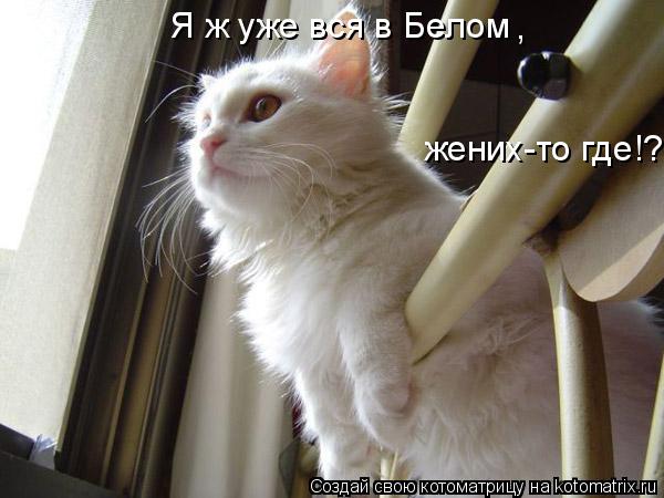 Я ж уже вся в Белом , жених-то где!?... Котоматрица: Я ж уже вся в Белом , жених-то где!?