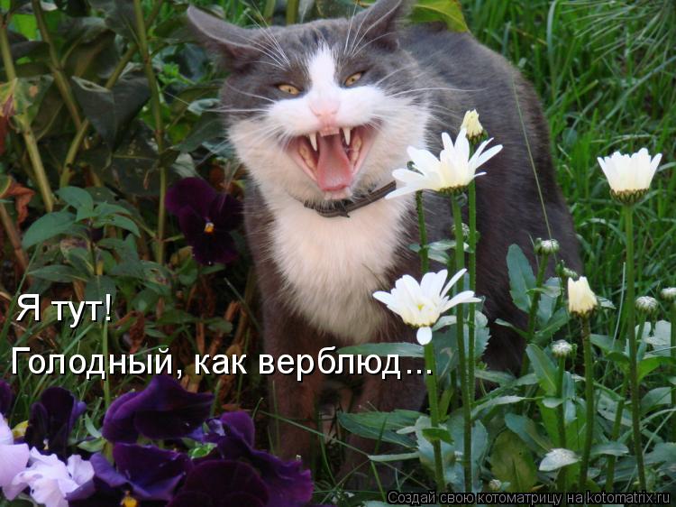 Я тут! Голодный, как верблюд...... Котоматрица: Я тут! Голодный, как верблюд...