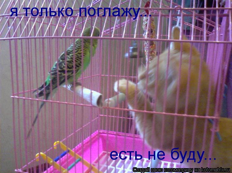 я только поглажу... есть не буду...... Котоматрица: я только поглажу... есть не буду...