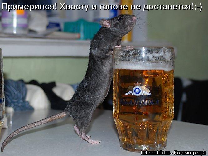 Примерился! Хвосту и голове не достанется!;-)... Котоматрица: Примерился! Хвосту и голове не достанется!;-)