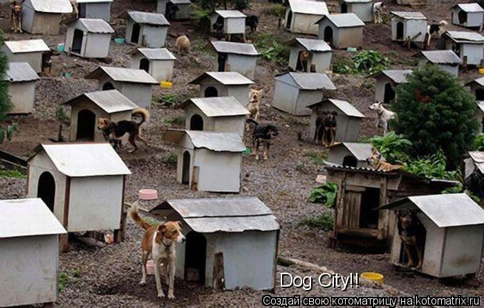 Dog City!!... Котоматрица: Dog City!!