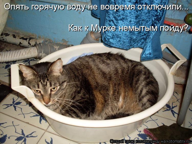 Опять горячую воду не вовремя отключили... Как к Мурке немытым пойду?... Котоматрица: Опять горячую воду не вовремя отключили... Как к Мурке немытым пойду?