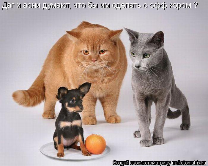 Даг и аони думают, что бы им сделать с офф кором ?... Котоматрица: Даг и аони думают, что бы им сделать с офф кором ?