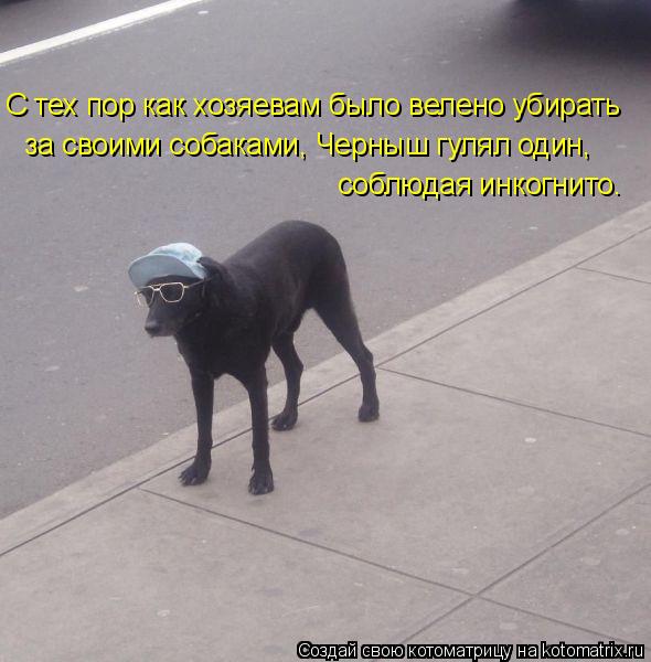 С тех пор как хозяевам было велено убирать за своими собаками, Черныш гулял один, соблюдая инкогнит... Котоматрица: С тех пор как хозяевам было велено убирать за своими собаками, Черныш гулял один, соблюдая инкогнито.