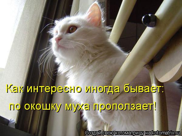 Как интересно иногда бывает: по окошку муха проползает!... Котоматрица: Как интересно иногда бывает: по окошку муха проползает!