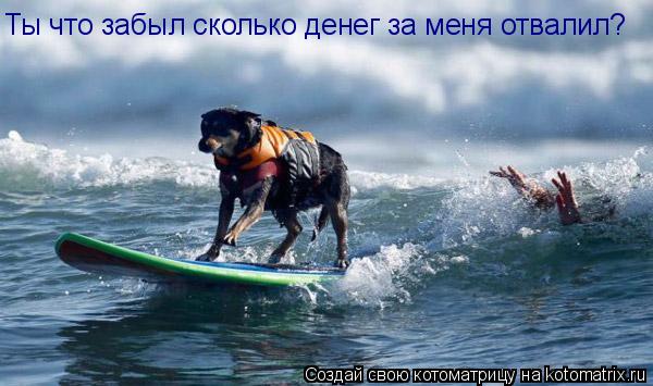 Ты что забыл сколько денег за меня отвалил?... Котоматрица: Ты что забыл сколько денег за меня отвалил?