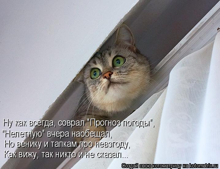 Котоматрица: Ну как всегда, соврал "Прогноз погоды", "Нелетную" вчера наобещал, Но венику и тапкам про невзгоду, Как вижу, так никто и не сказал...