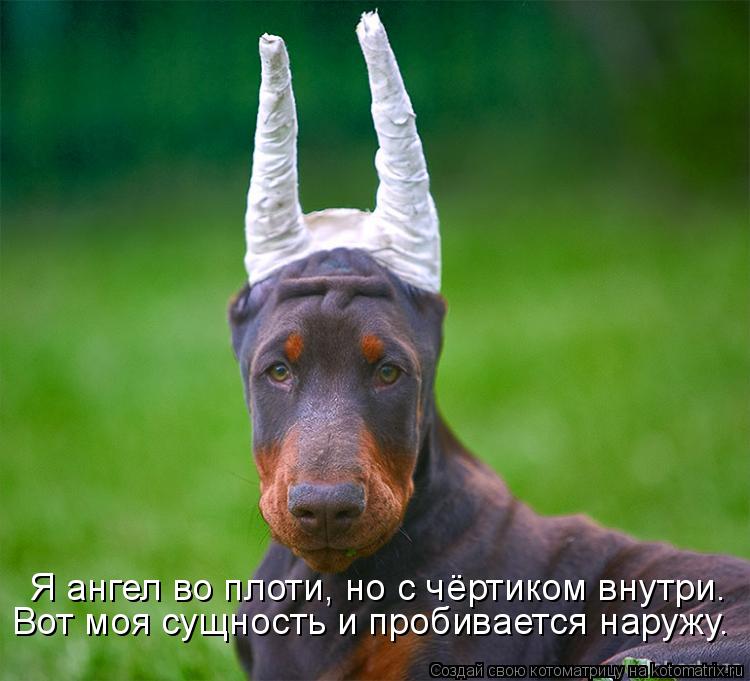 Я ангел во плоти, но с чёртиком внутри. Вот моя сущность и пробивается наружу.... Котоматрица: Я ангел во плоти, но с чёртиком внутри. Вот моя сущность и пробивается наружу.
