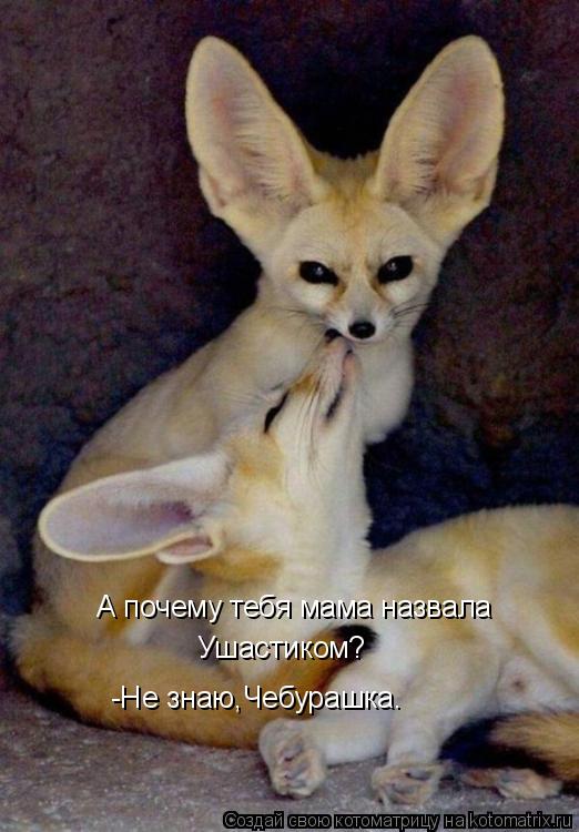 А почему тебя мама назвала Ушастиком? -Не знаю,Чебурашка.... Котоматрица: А почему тебя мама назвала Ушастиком? -Не знаю,Чебурашка.
