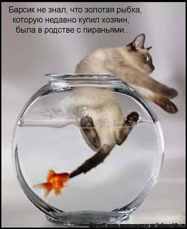 Барсик не знал, что золотая рыбка, которую недавно купил хозяин, была в родстве с пираньями..... Котоматрица: Барсик не знал, что золотая рыбка, которую недавно купил хозяин, была в родстве с пираньями..