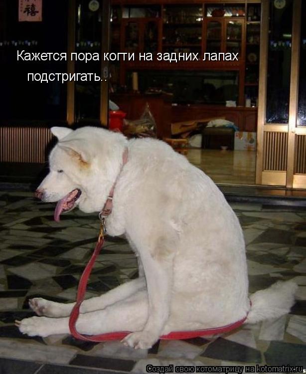 Кажется пора когти на задних лапах подстригать..... Котоматрица: Кажется пора когти на задних лапах подстригать..
