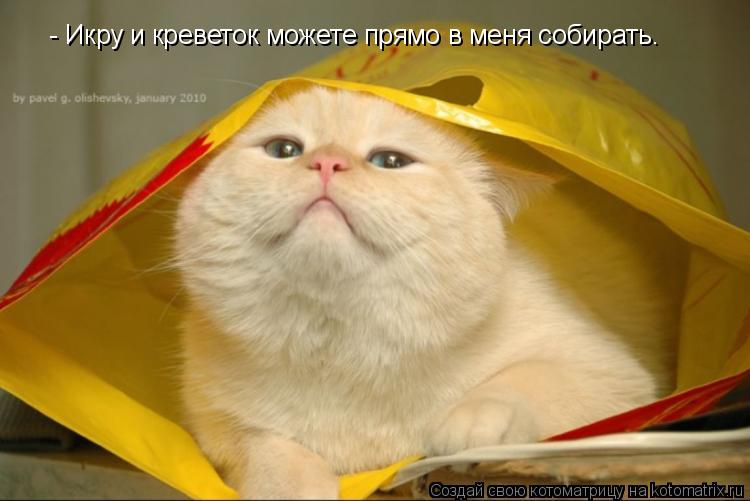 - Икру и креветок можете прямо в меня собирать.... Котоматрица: - Икру и креветок можете прямо в меня собирать.