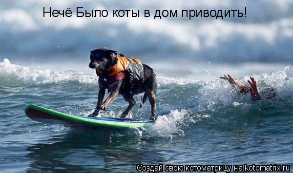 Нечё Было коты в дом приводить!... Котоматрица: Нечё Было коты в дом приводить!