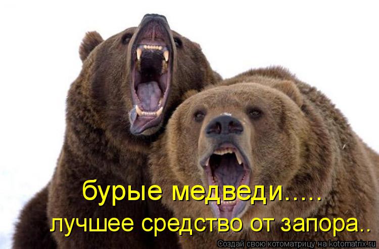 лучшее средство от запора.. бурые медведи........ Котоматрица: лучшее средство от запора.. бурые медведи.....