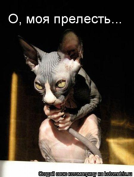 О, моя прелесть...... Котоматрица: О, моя прелесть...