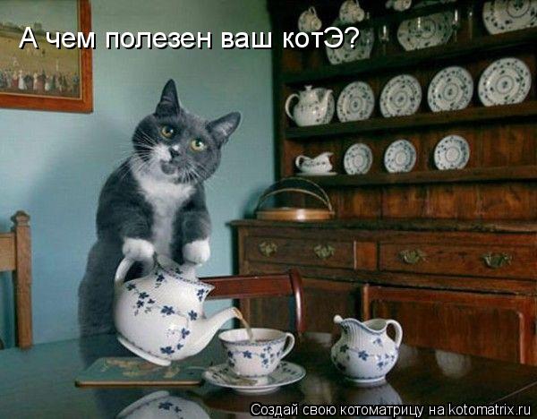А чем полезен ваш котЭ?... Котоматрица: А чем полезен ваш котЭ?