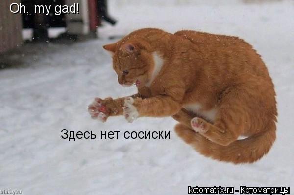 Oh, my gad! Здесь нет сосиски... Котоматрица: Oh, my gad! Здесь нет сосиски