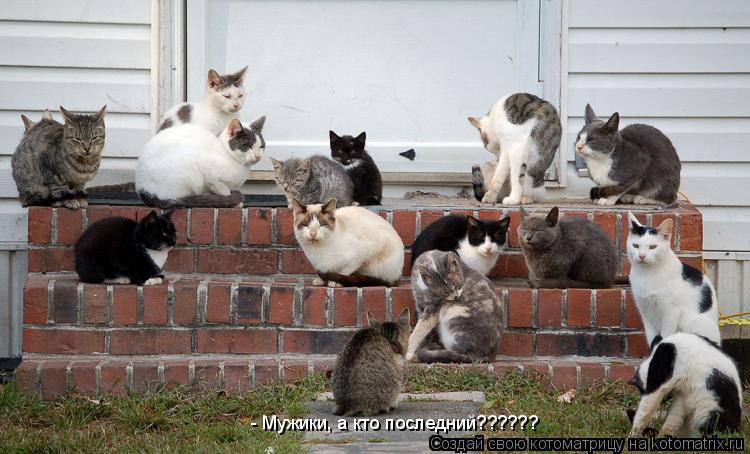 - Мужики, а кто последний??????... Котоматрица: - Мужики, а кто последний??????