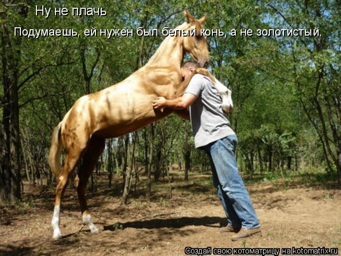 Ну не плачь Подумаешь, ей нужен был белый конь, а не золотистый.... Котоматрица: Ну не плачь Подумаешь, ей нужен был белый конь, а не золотистый.