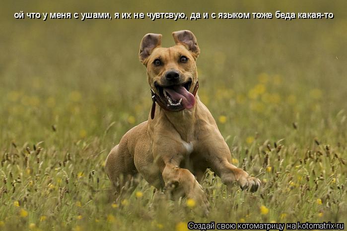 ой что у меня с ушами, я их не чувтсвую, да и с языком тоже беда какая-то... Котоматрица: ой что у меня с ушами, я их не чувтсвую, да и с языком тоже беда какая-то