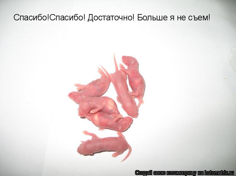 Спасибо!Спасибо! Достаточно! Больше я не съем!... Котоматрица: Спасибо!Спасибо! Достаточно! Больше я не съем!