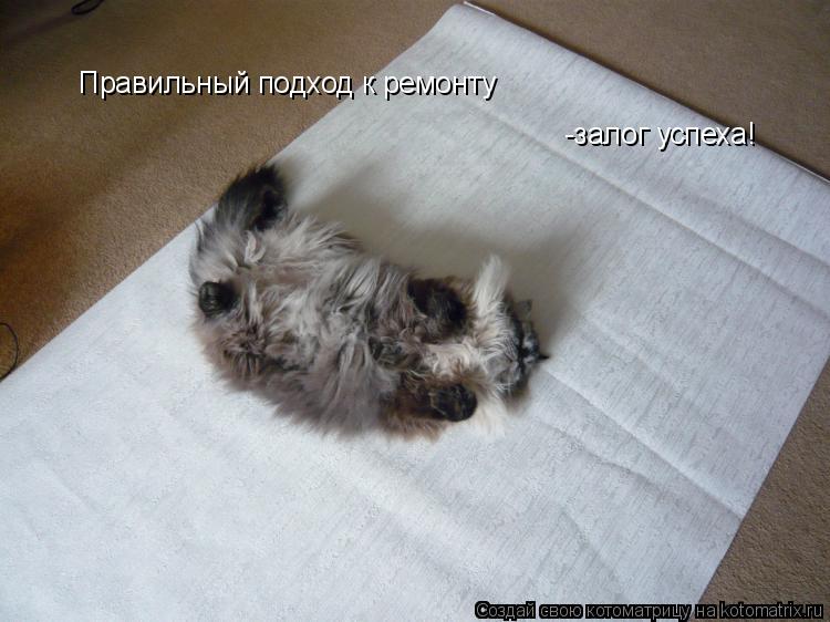 Правильный подход к ремонту -залог успеха!... Котоматрица: Правильный подход к ремонту -залог успеха!