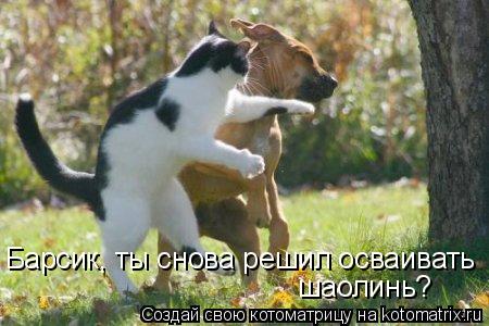 Барсик, ты снова решил осваивать шаолинь?... Котоматрица: Барсик, ты снова решил осваивать шаолинь?