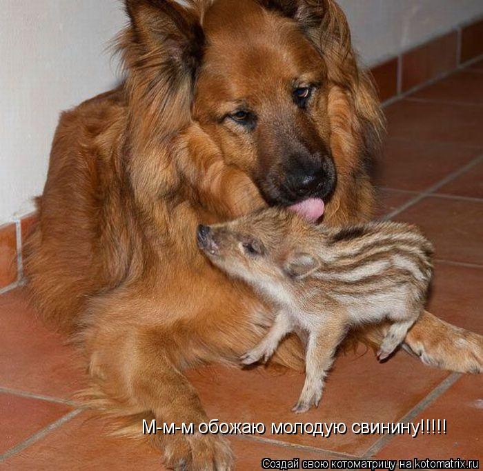 М-м-м обожаю молодую свинину!!!!!... Котоматрица: М-м-м обожаю молодую свинину!!!!!