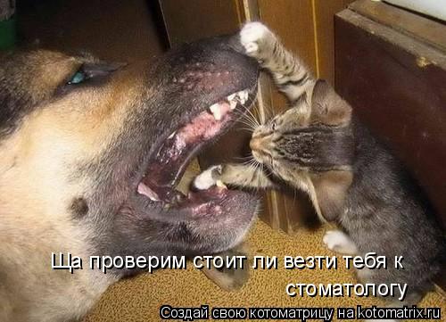 Ща проверим стоит ли везти тебя к стоматологу... Котоматрица: Ща проверим стоит ли везти тебя к стоматологу