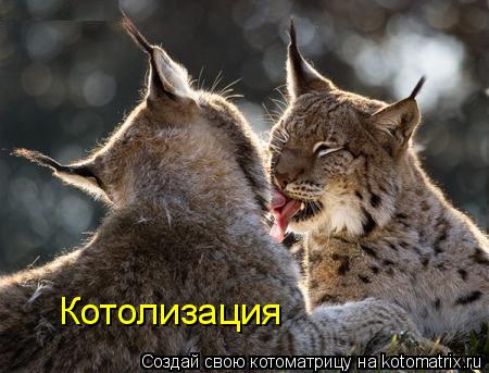 Котолизация... Котоматрица: Котолизация