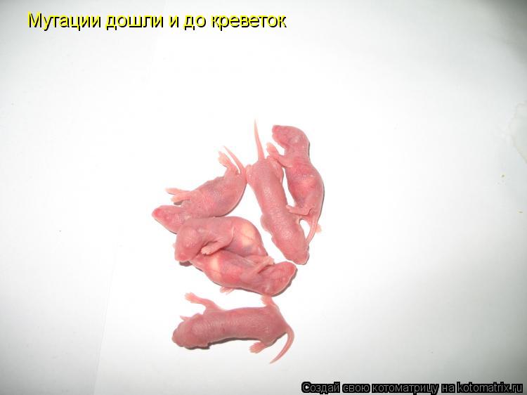 Мутации дошли и до креветок... Котоматрица: Мутации дошли и до креветок