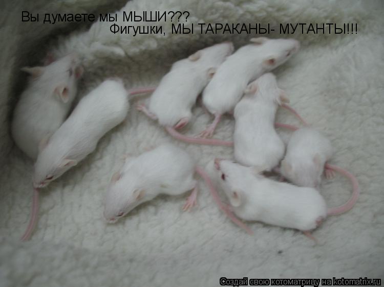 Вы думаете мы МЫШИ??? Фигушки, МЫ ТАРАКАНЫ- МУТАНТЫ!!!... Котоматрица: Вы думаете мы МЫШИ??? Фигушки, МЫ ТАРАКАНЫ- МУТАНТЫ!!!