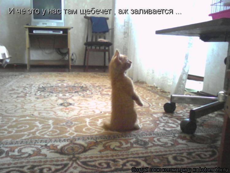 И чё это у нас там щебечет , аж заливается ...... Котоматрица: И чё это у нас там щебечет , аж заливается ...
