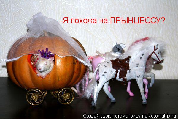 -Я похожа на ПРЫНЦЕССУ?... Котоматрица: -Я похожа на ПРЫНЦЕССУ?