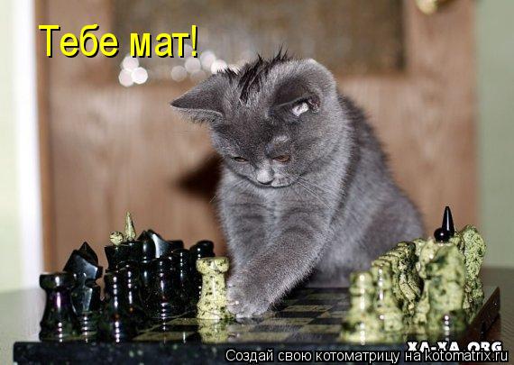 Тебе мат!... Котоматрица: Тебе мат!