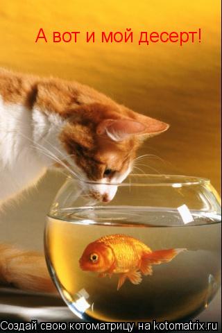 А вот и мой десерт!... Котоматрица: А вот и мой десерт!