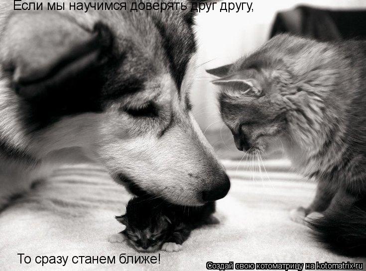 Если мы научимся доверять друг другу, То сразу станем ближе!... Котоматрица: Если мы научимся доверять друг другу, То сразу станем ближе!