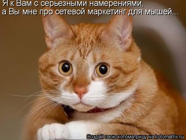 Я к Вам с серьезными намерениями, а Вы мне про сетевой маркетинг для мышей...... Котоматрица: Я к Вам с серьезными намерениями, а Вы мне про сетевой маркетинг для мышей...